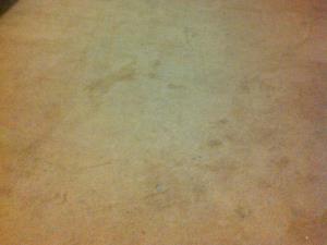 Carpet Cleaning (2 of 2) - The cleaned carpet following stain removal and shampooing, ready for a new lodger